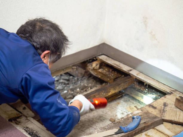 Best Commercial Mold Removal  in Muncy, PA