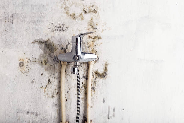 Best Commercial Mold Removal  in Muncy, PA