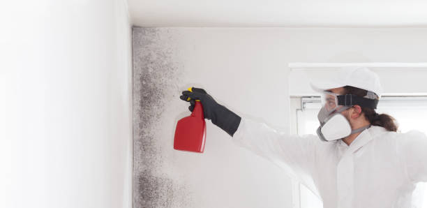 Certified Mold Removal in Muncy, PA