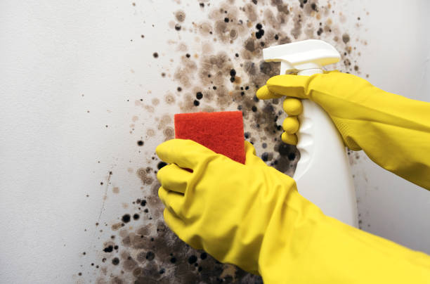 Best Best Mold Removal Companies  in Muncy, PA